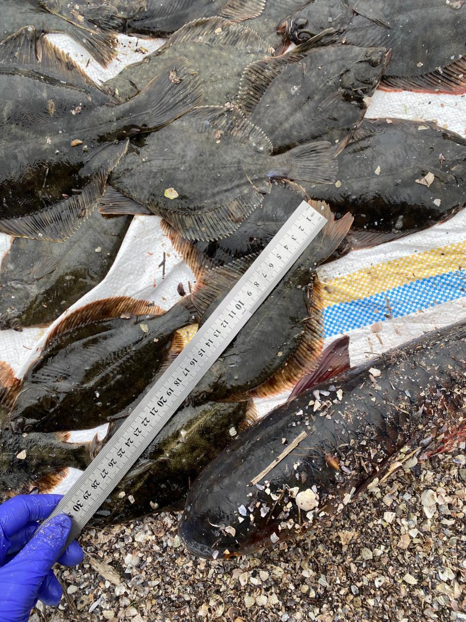 Во время рейда на Тилигульском лимане выявили незаконный вылов рыбы Во время рейда на Тилигульском лимане выявили незаконный вылов рыбы