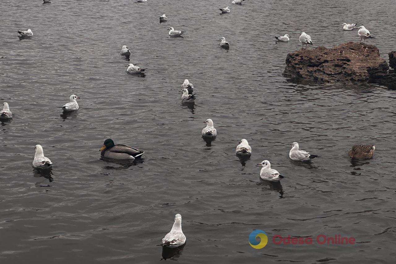 Фото тижня: Одеса між зимовою казкою та воєнною реальністю Фото тижня: Одеса між зимовою казкою та воєнною реальністю