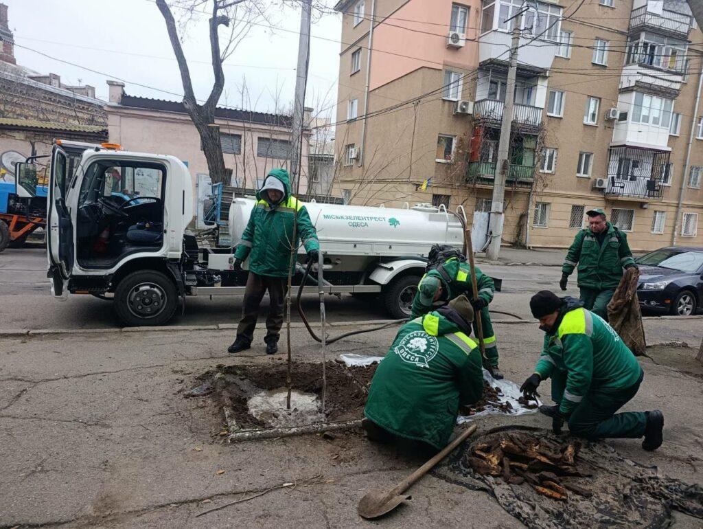 Молоді клени та ясені прикрасили Одесу Молодые клены и ясени украсили Одессу