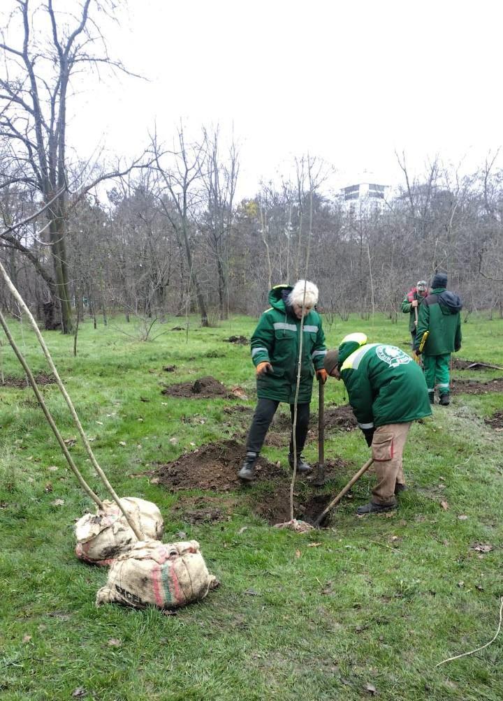 Молоді клени та ясені прикрасили Одесу Молодые клены и ясени украсили Одессу