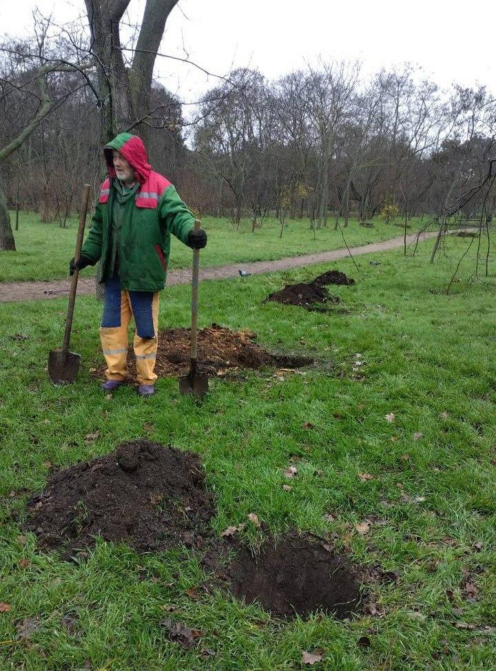 Молоді клени та ясені прикрасили Одесу Молодые клены и ясени украсили Одессу