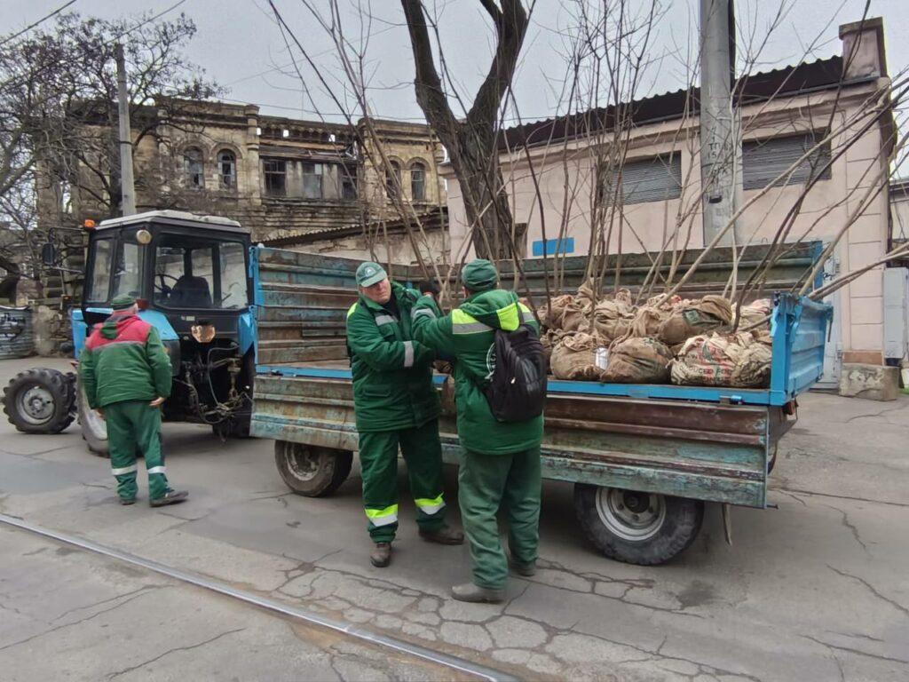 Молоді клени та ясені прикрасили Одесу Молодые клены и ясени украсили Одессу