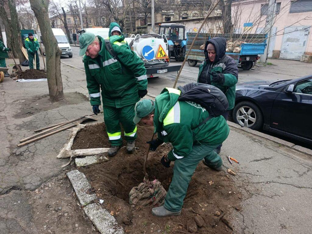 Молоді клени та ясені прикрасили Одесу Молодые клены и ясени украсили Одессу
