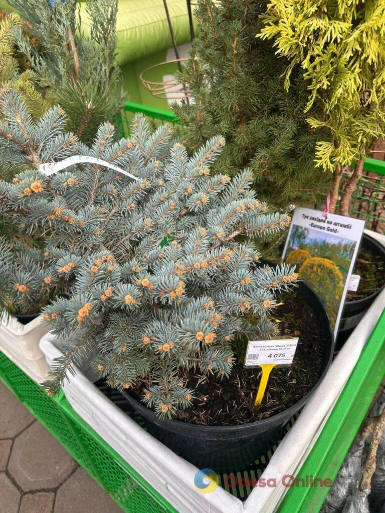 Фото тижня: розширення охоронного списку ЮНЕСКО, ялинкові базари та удар по енергетиці Фото недели: расширение охранного списка ЮНЕСКО, елочные базары и удар по энергетике