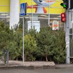 Большие и маленькие, в горшках и искусственные, подороже и подешевле: в Одессе открылись елочные базары (фоторепортаж)