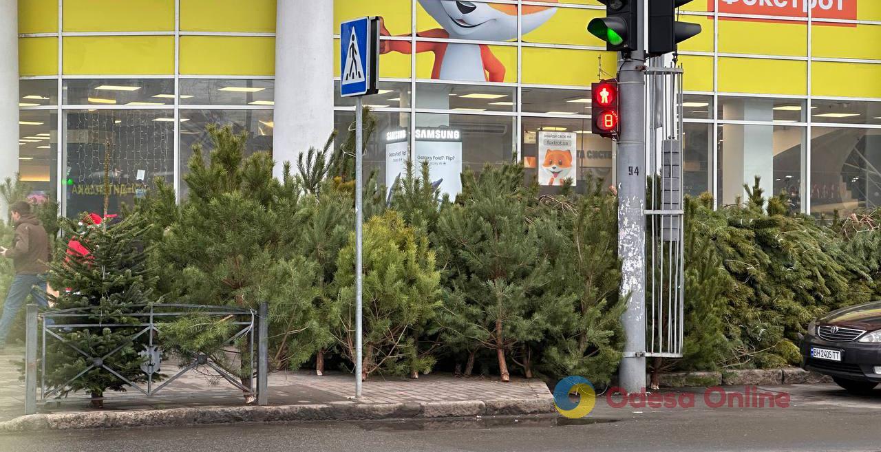 Великі й маленькі, у горщиках та штучні, подорожче й подешевше: в Одесі відкрилися ялинкові базари (фоторепортаж) Великі й маленькі, у горщиках та штучні, подорожче й подешевше: в Одесі відкрилися ялинкові базари (фоторепортаж)