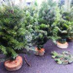 photo_2025-12-11_16-02-28 (2)