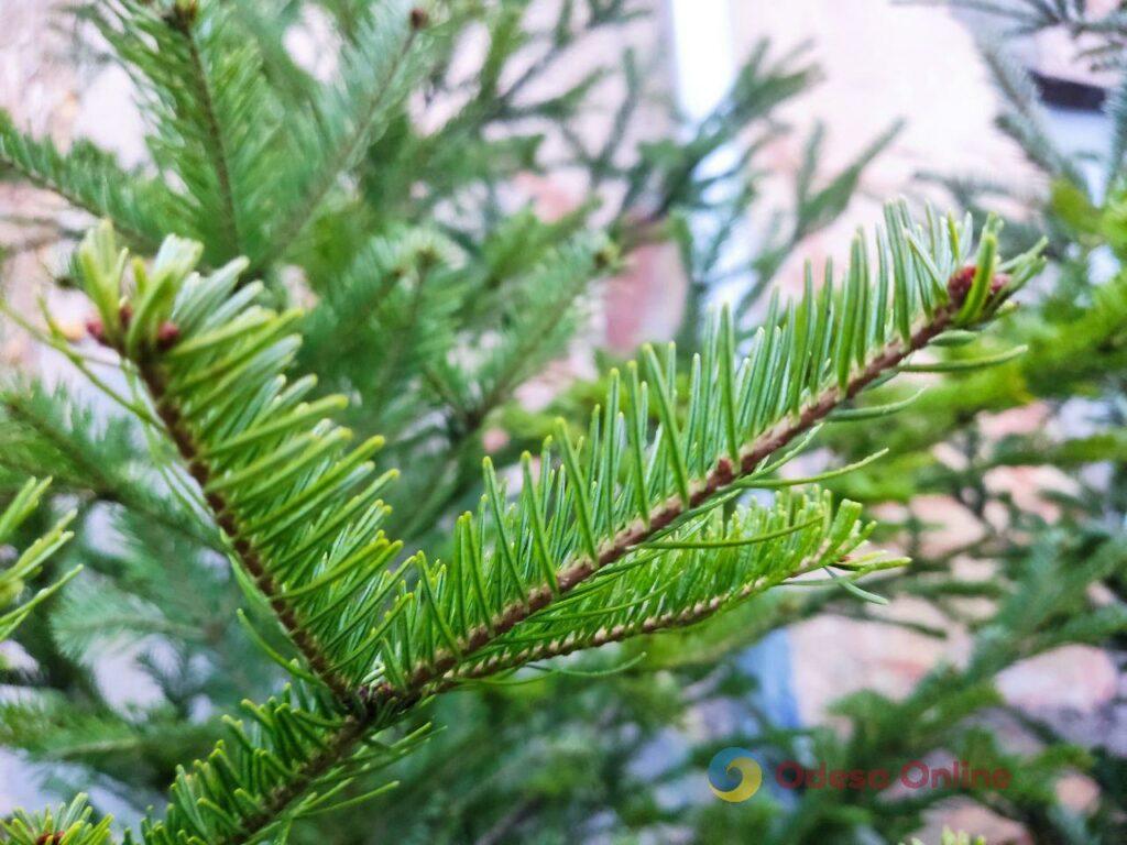 Фото тижня: розширення охоронного списку ЮНЕСКО, ялинкові базари та удар по енергетиці Фото недели: расширение охранного списка ЮНЕСКО, елочные базары и удар по энергетике