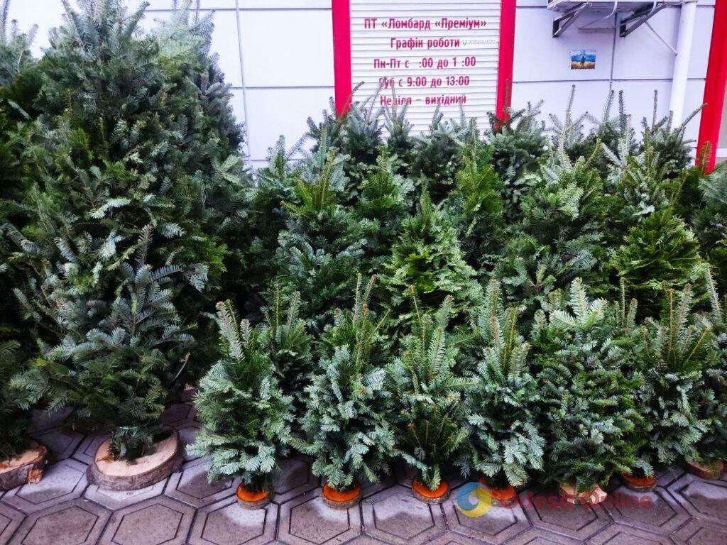 Фото тижня: розширення охоронного списку ЮНЕСКО, ялинкові базари та удар по енергетиці Фото недели: расширение охранного списка ЮНЕСКО, елочные базары и удар по энергетике