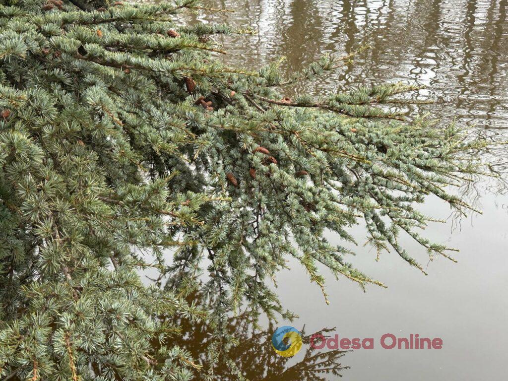 Фото недели: несокрушимая Одесса готовится к Рождеству вопреки блэкаутам и обстрелам