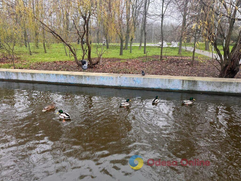 Фото недели: несокрушимая Одесса готовится к Рождеству вопреки блэкаутам и обстрелам