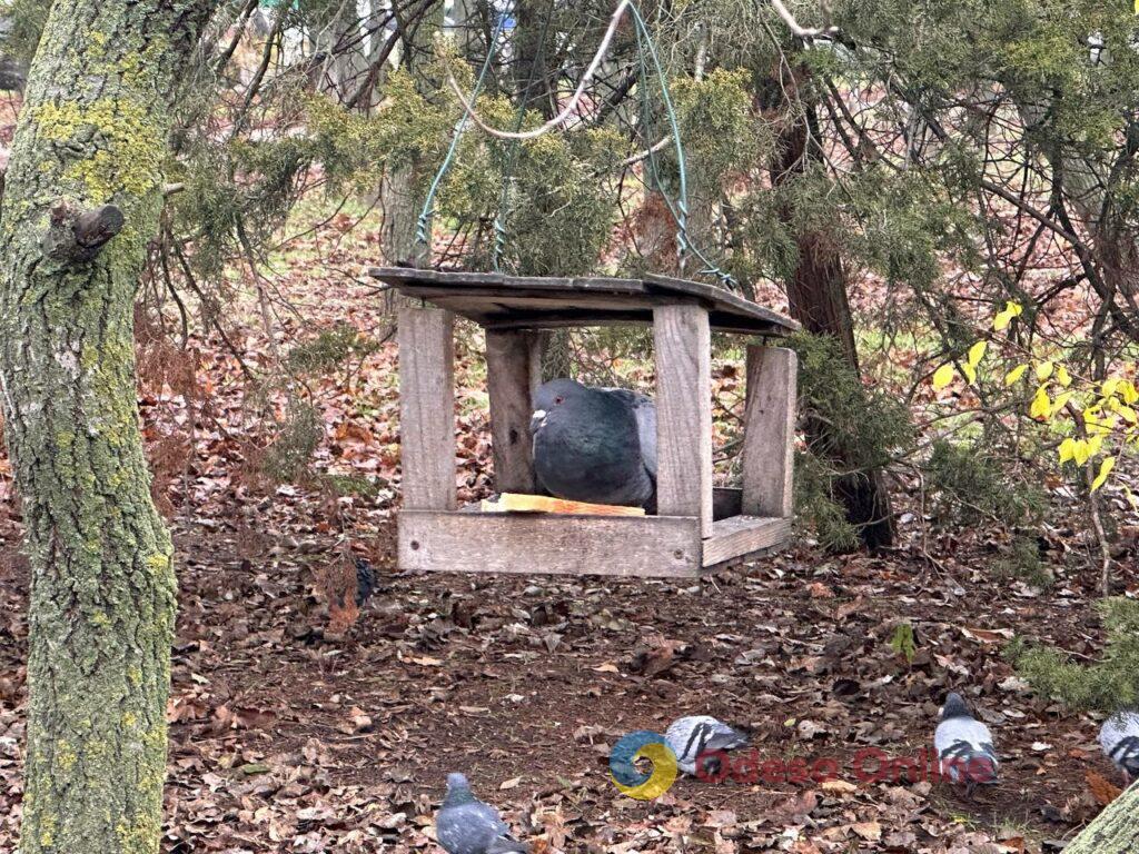 Фото недели: несокрушимая Одесса готовится к Рождеству вопреки блэкаутам и обстрелам
