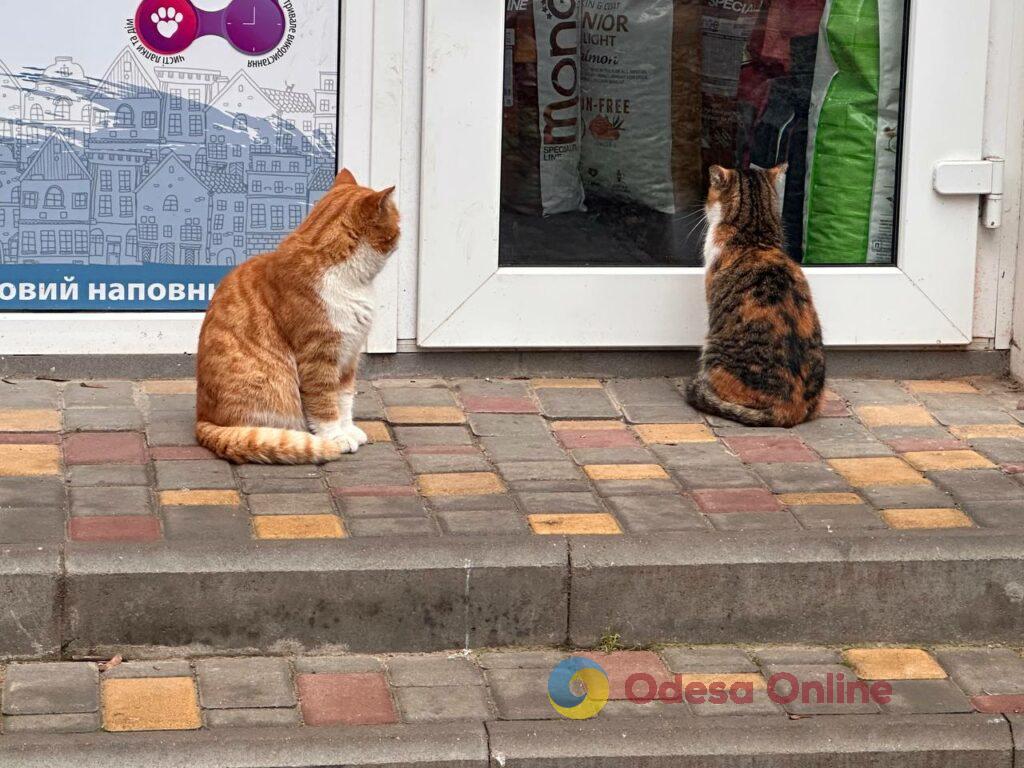 Фото недели: несокрушимая Одесса готовится к Рождеству вопреки блэкаутам и обстрелам