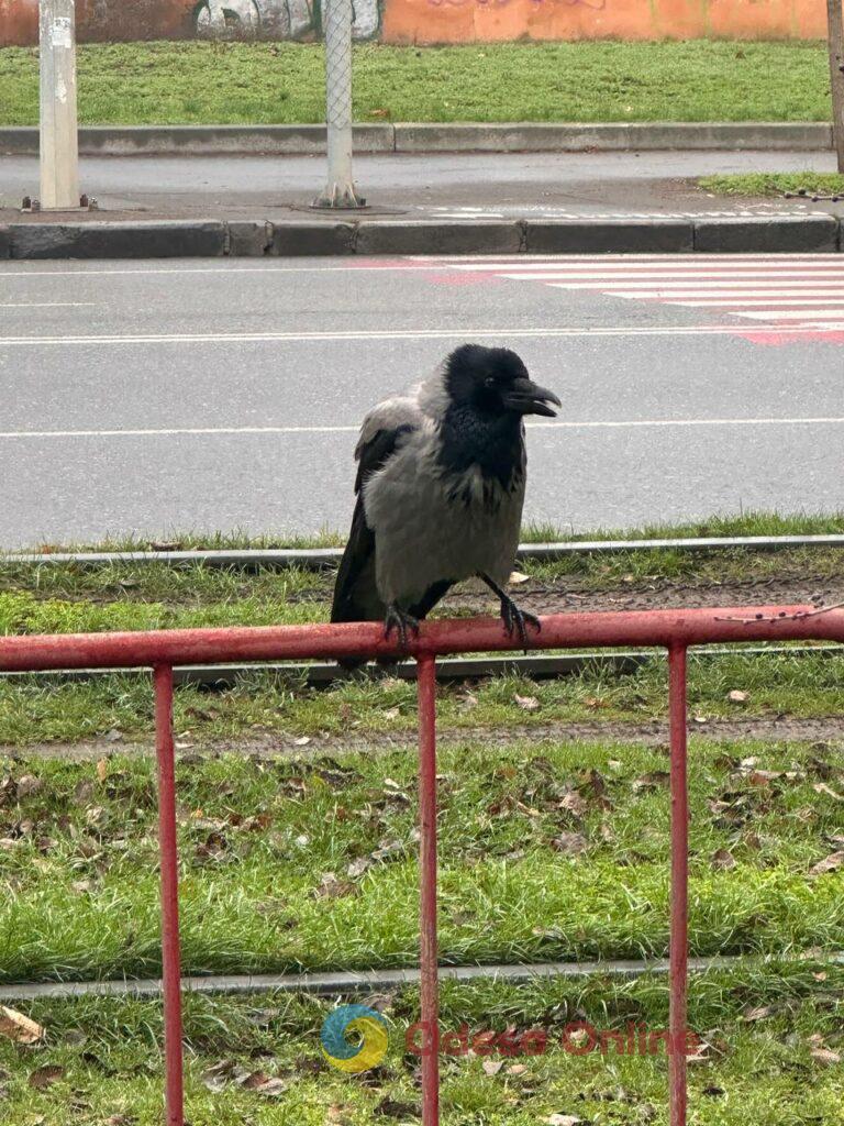 Фото недели: несокрушимая Одесса готовится к Рождеству вопреки блэкаутам и обстрелам