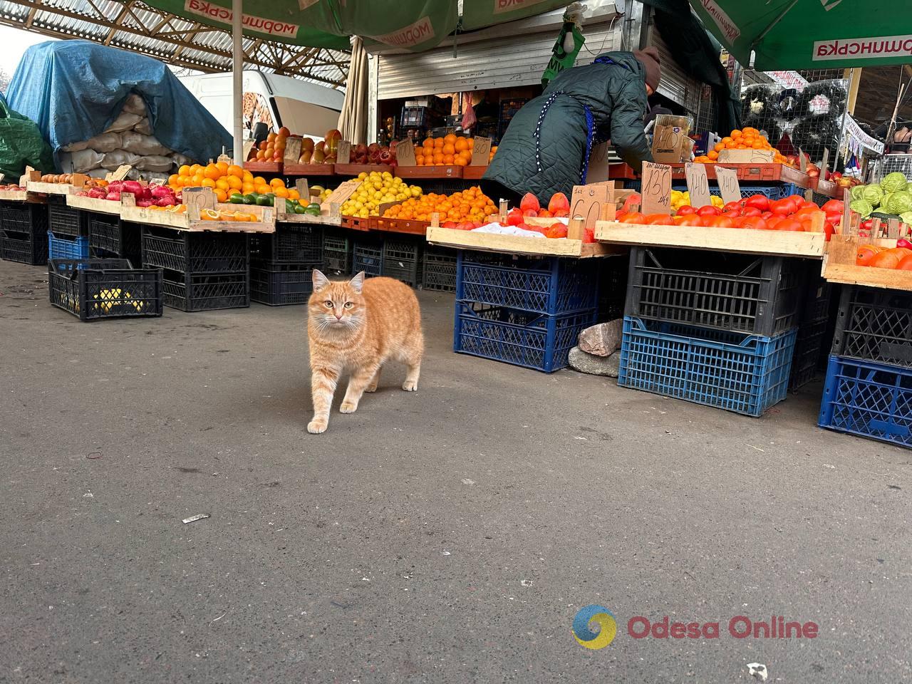 Фото недели: несокрушимая Одесса готовится к Рождеству вопреки блэкаутам и обстрелам