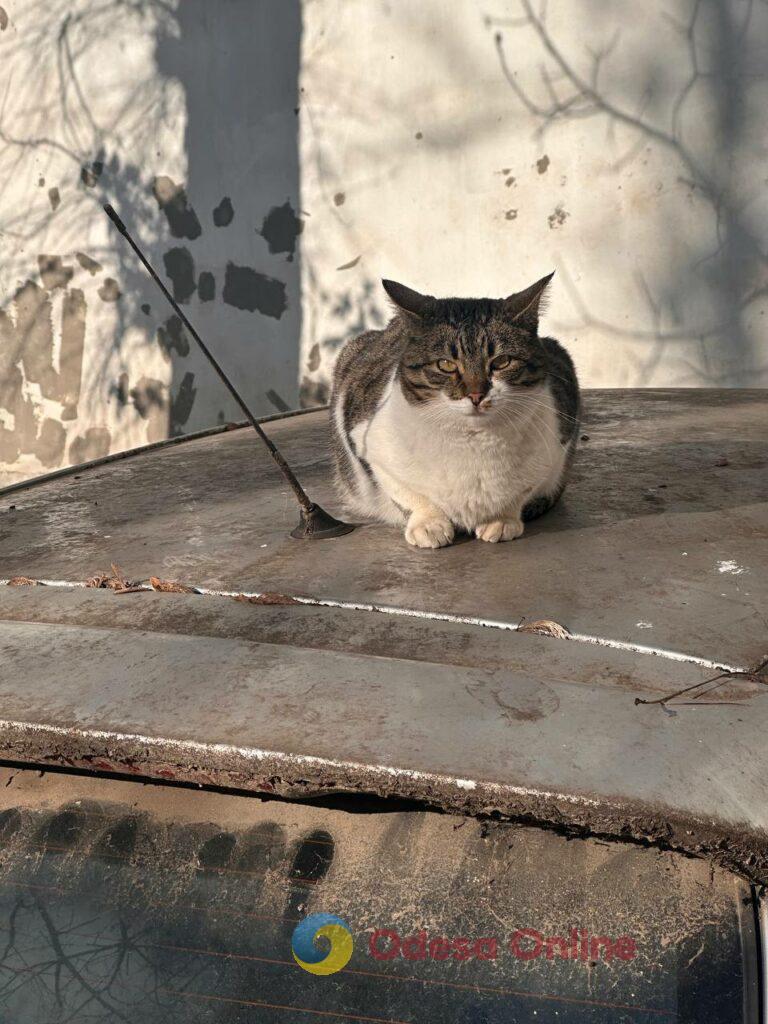 Фото недели: несокрушимая Одесса готовится к Рождеству вопреки блэкаутам и обстрелам