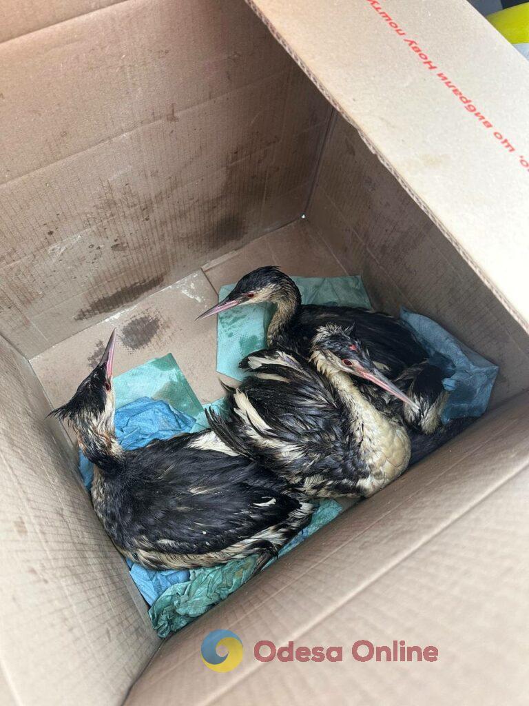 Екологічна катастрофа: в Одесі рятують сотні птахів, що постраждали від витоку олії у море