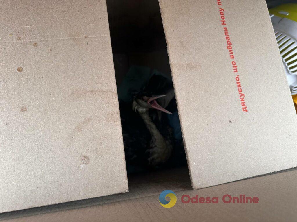 Екологічна катастрофа: в Одесі рятують сотні птахів, що постраждали від витоку олії у море