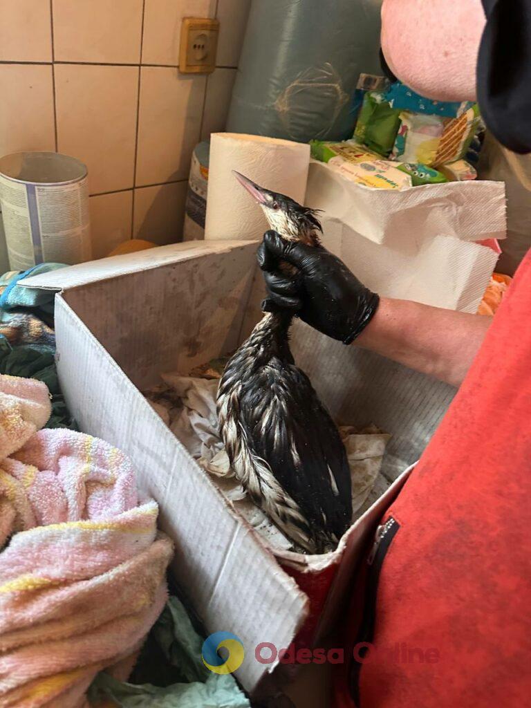 Екологічна катастрофа: в Одесі рятують сотні птахів, що постраждали від витоку олії у море