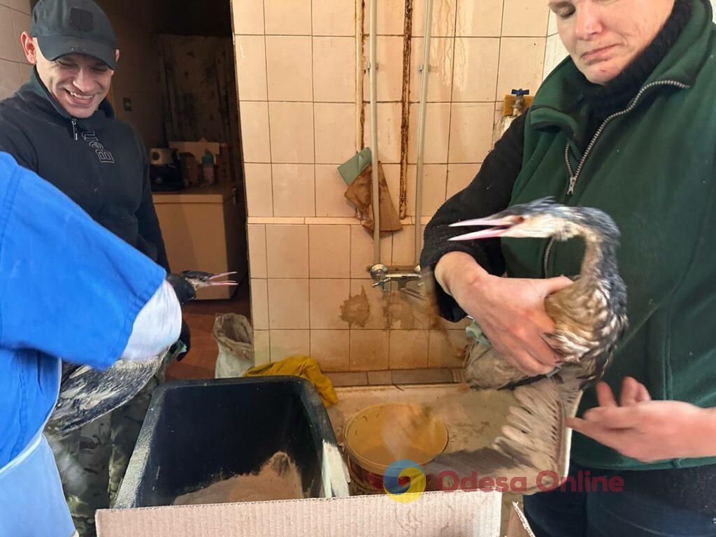 Екологічна катастрофа: в Одесі рятують сотні птахів, що постраждали від витоку олії у море