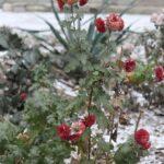 photo_2025-12-26_13-37-58 (2)