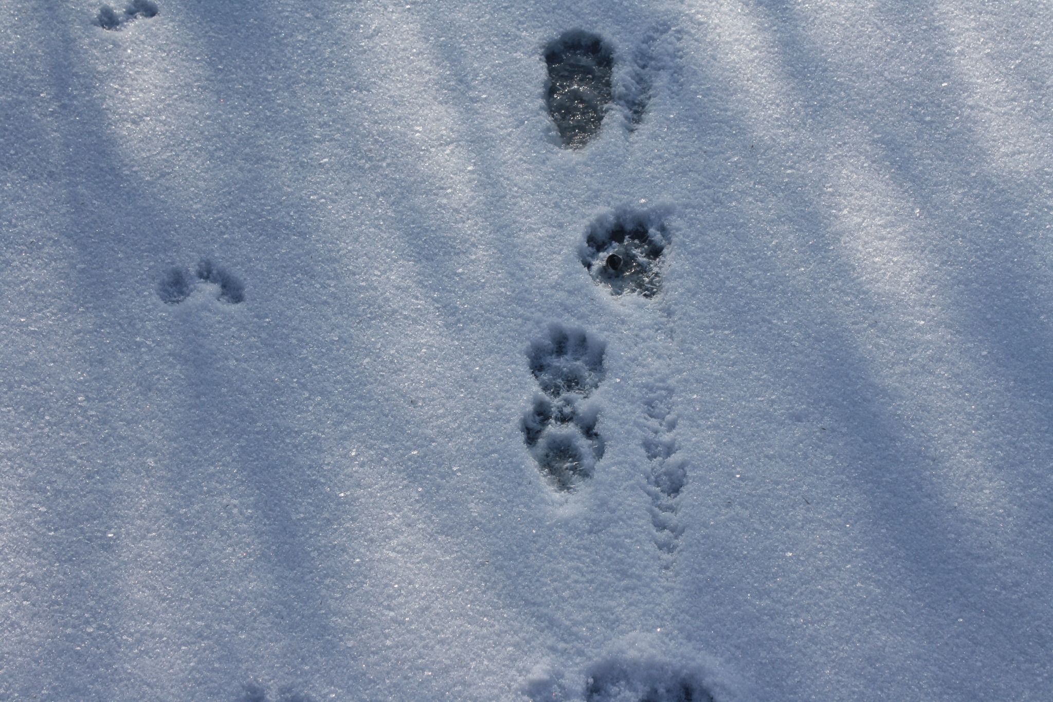 Видри та горностаї: на Одещині науковці рахують звірів за слідами на снігу