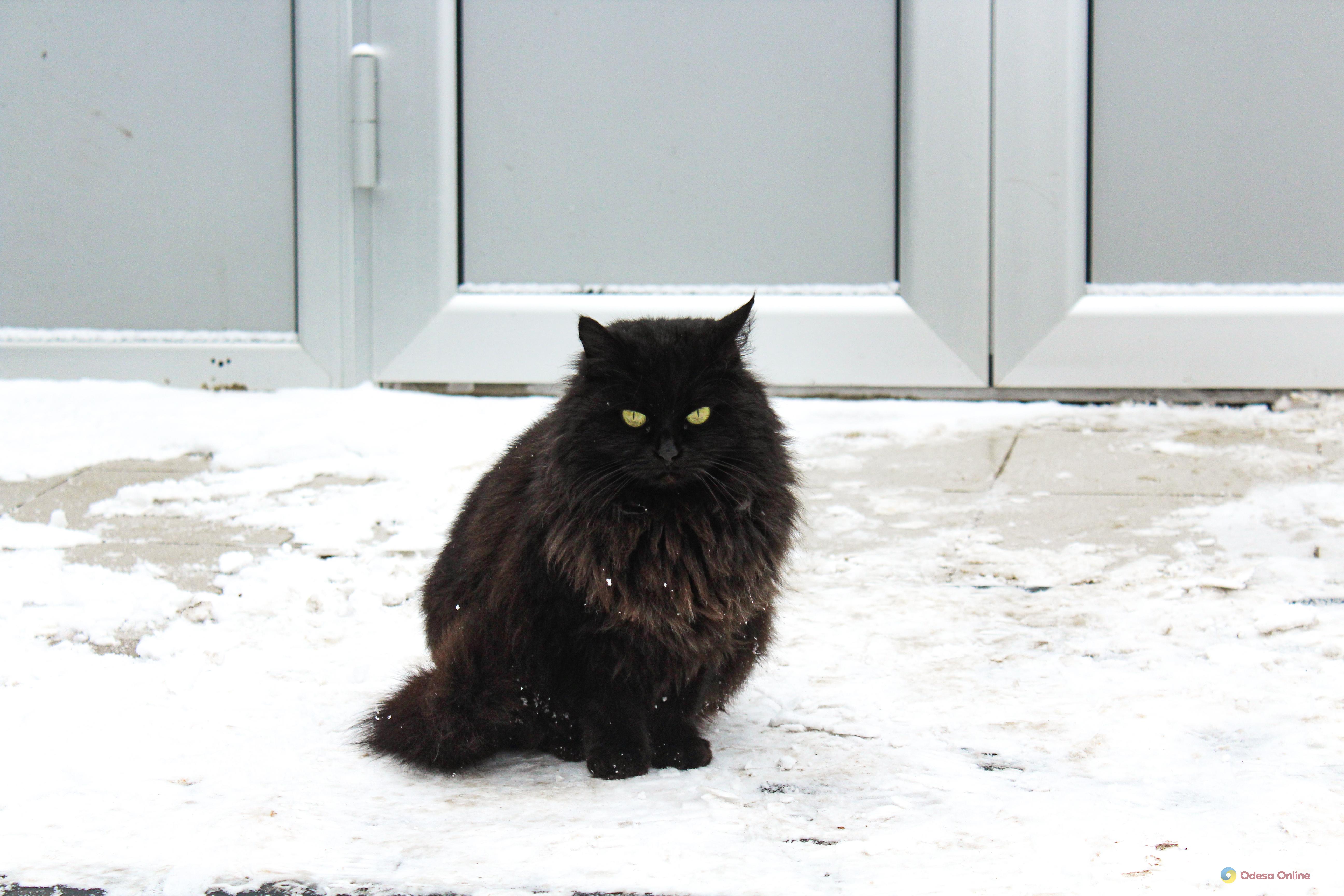 Зимовий день в Одесі: симфонія генераторів, засніжені вулиці та останні святкові ялинки