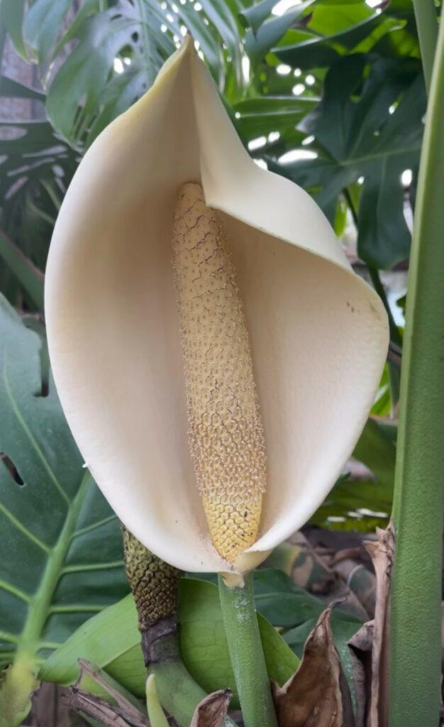 Тропический оазис посреди зимы: что происходит в оранжереях Одесского ботсада