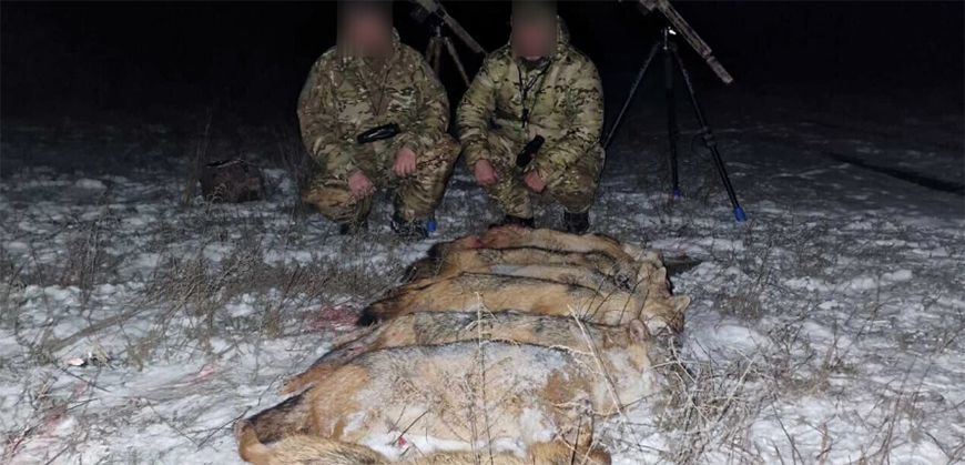 Поблизу Овідіополя незаконно відстріляли шакалів і лисиць