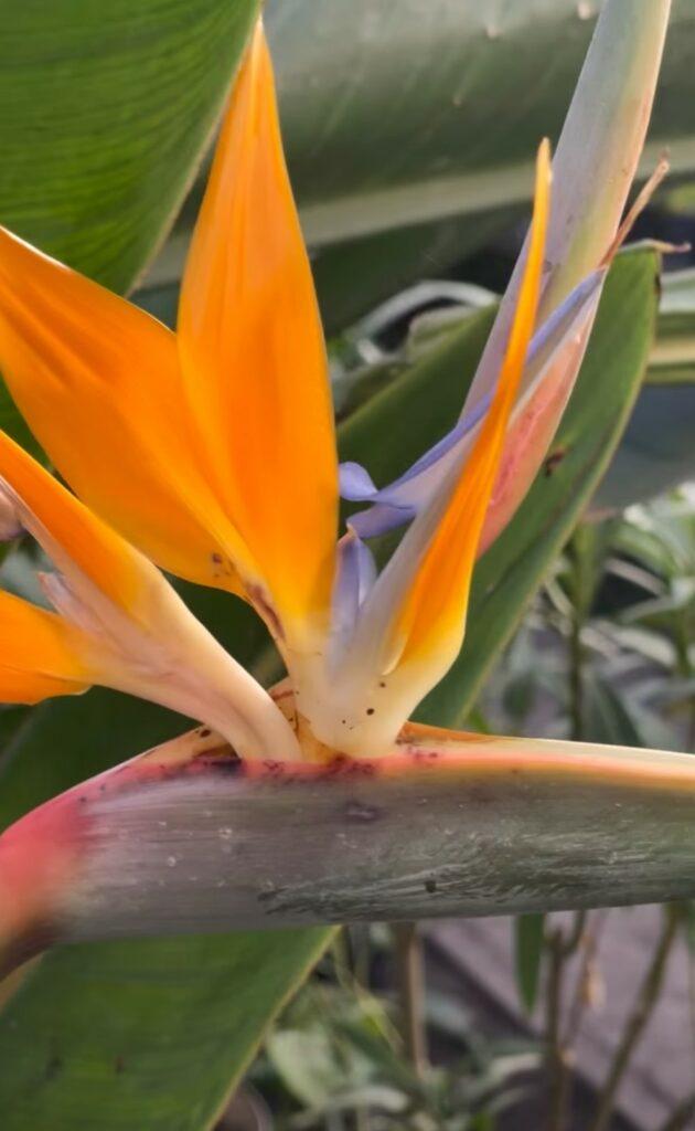 Тропический оазис посреди зимы: что происходит в оранжереях Одесского ботсада