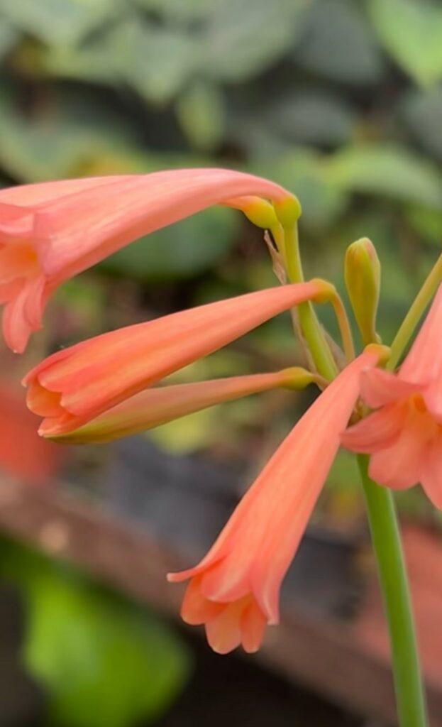 Тропический оазис посреди зимы: что происходит в оранжереях Одесского ботсада