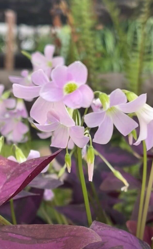 Тропический оазис посреди зимы: что происходит в оранжереях Одесского ботсада