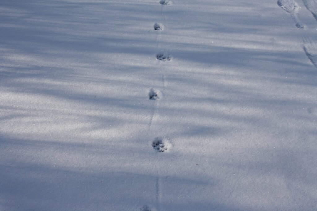 Видри та горностаї: на Одещині науковці рахують звірів за слідами на снігу