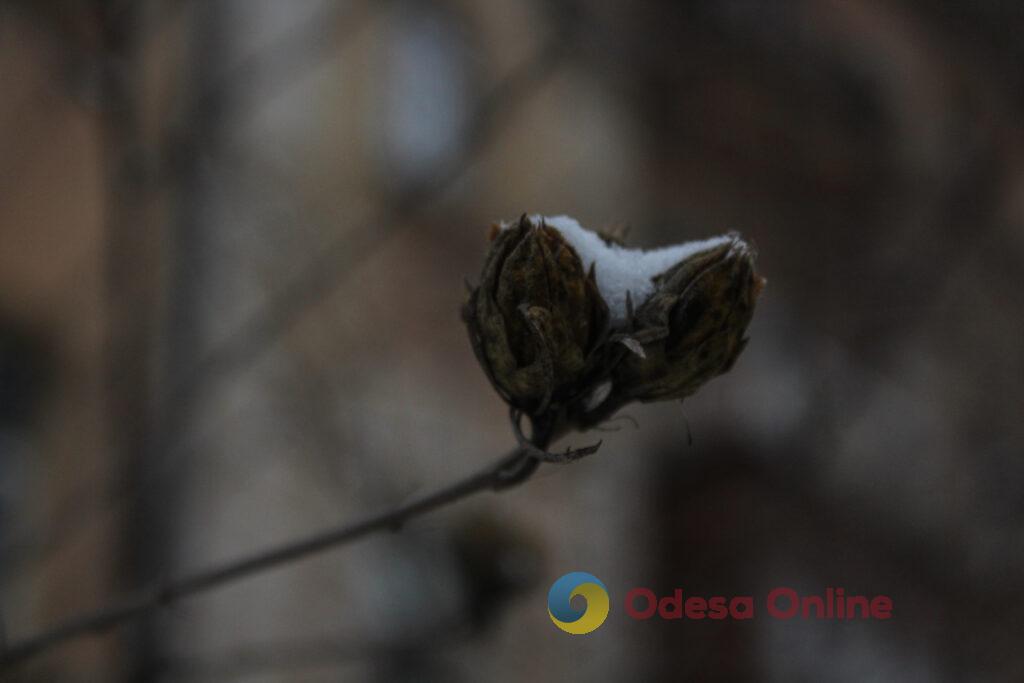 Зимовий день в Одесі: симфонія генераторів, засніжені вулиці та останні святкові ялинки