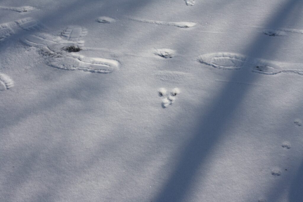 Видри та горностаї: на Одещині науковці рахують звірів за слідами на снігу