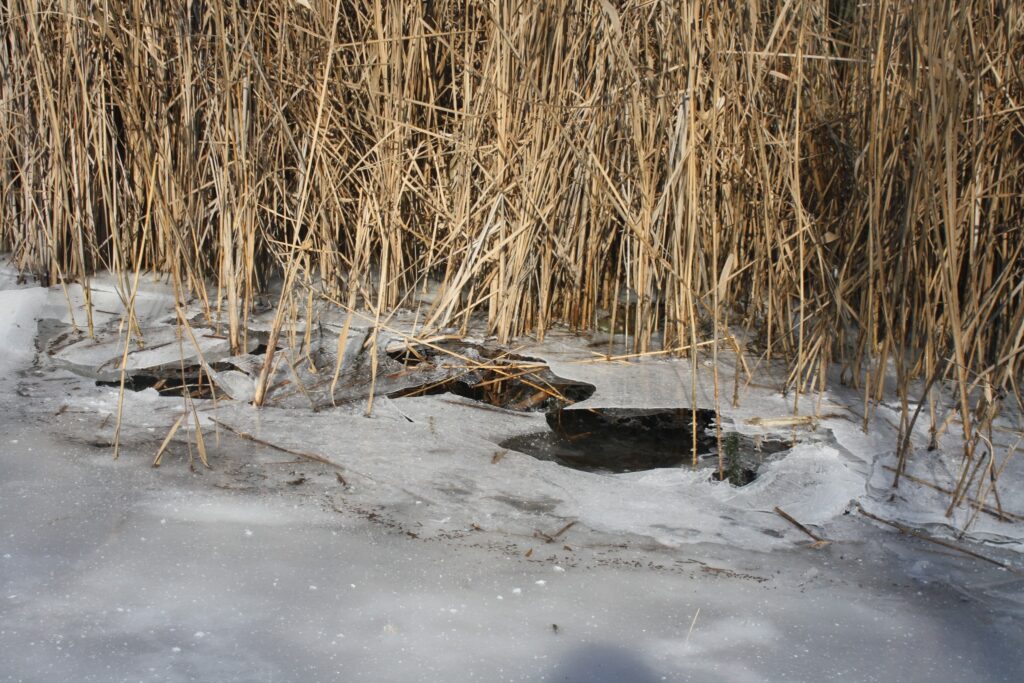 Видри та горностаї: на Одещині науковці рахують звірів за слідами на снігу