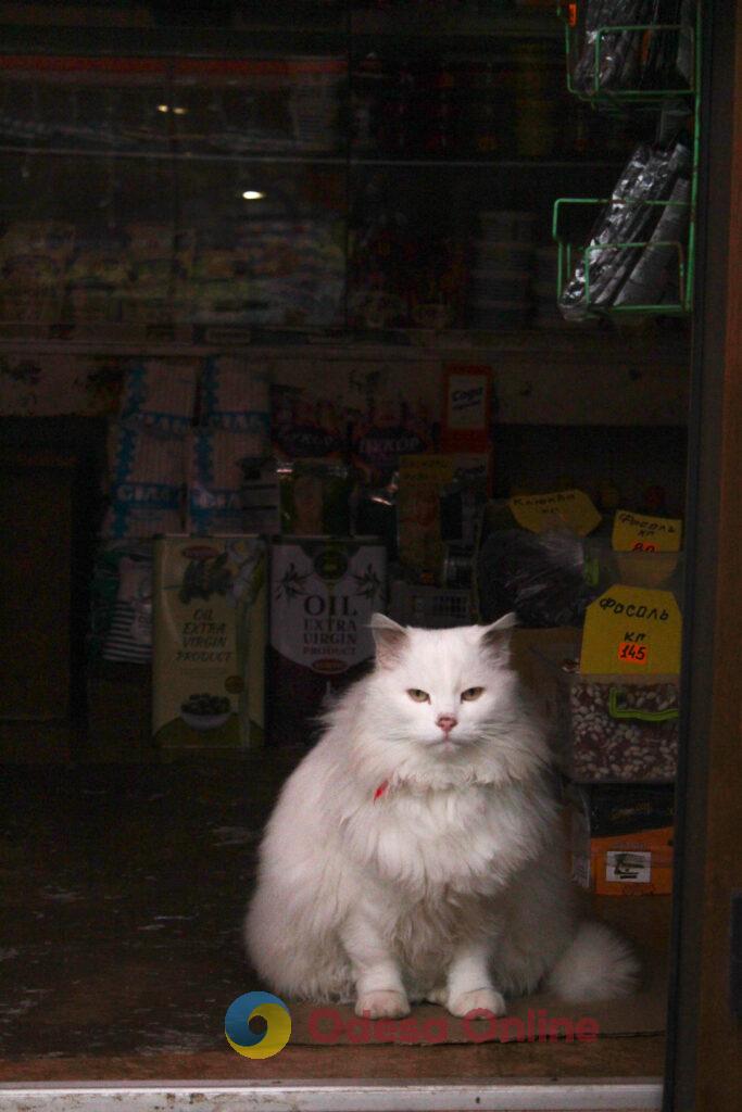 Зимовий день в Одесі: симфонія генераторів, засніжені вулиці та останні святкові ялинки