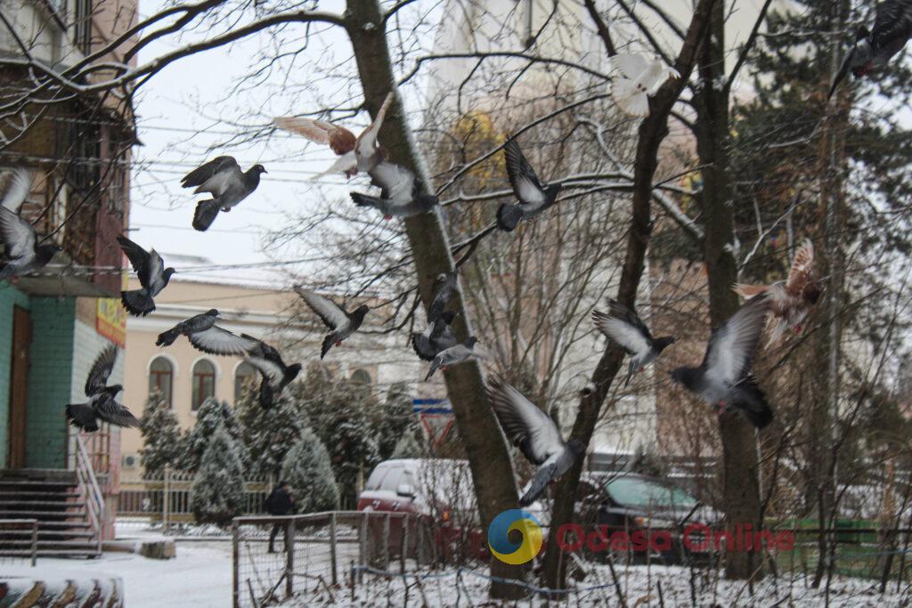 Зимовий день в Одесі: симфонія генераторів, засніжені вулиці та останні святкові ялинки