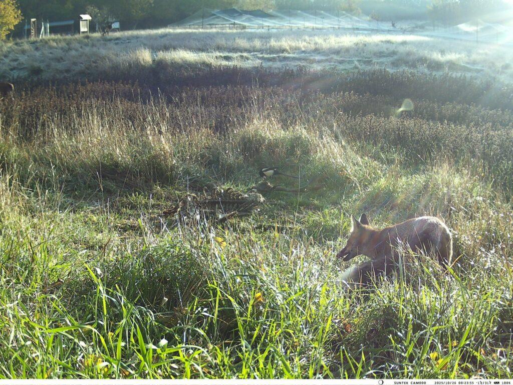 Пара єнотоподібних собак потрапила у фотопастку на Одещині