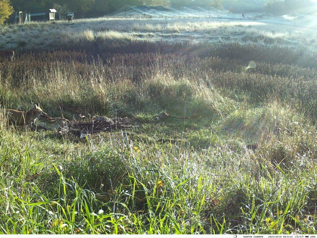 Пара єнотоподібних собак потрапила у фотопастку на Одещині