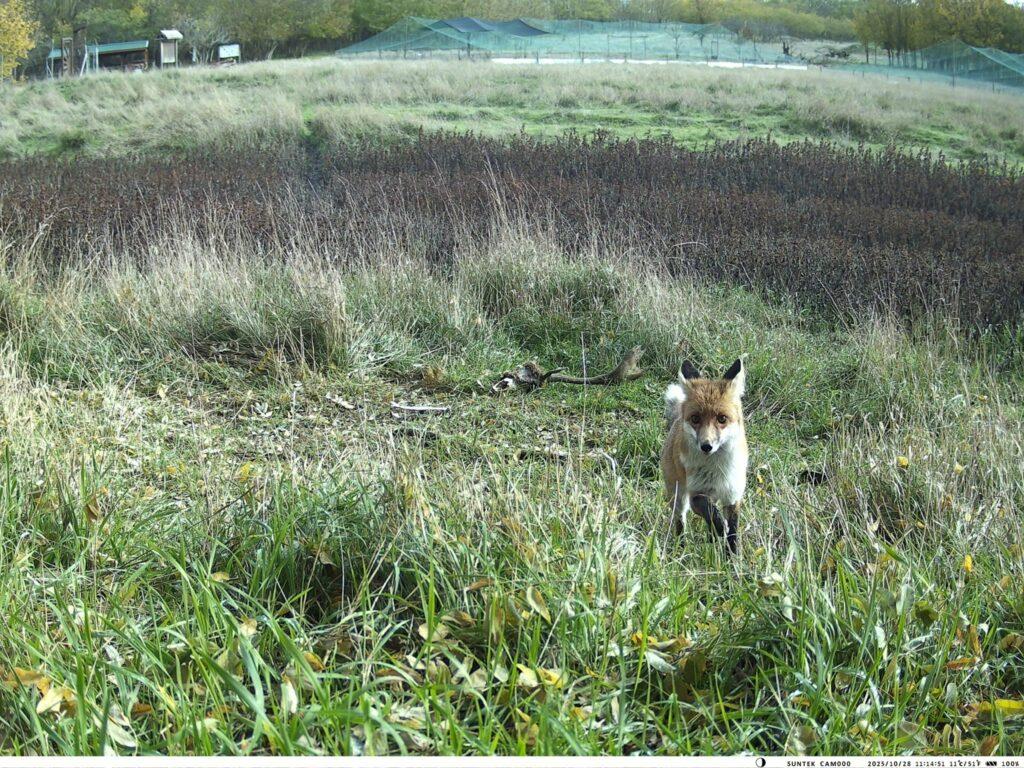 Пара єнотоподібних собак потрапила у фотопастку на Одещині