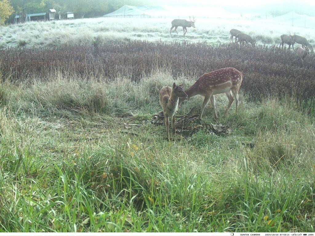 Пара єнотоподібних собак потрапила у фотопастку на Одещині