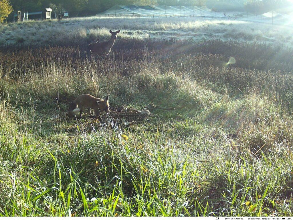 Пара єнотоподібних собак потрапила у фотопастку на Одещині