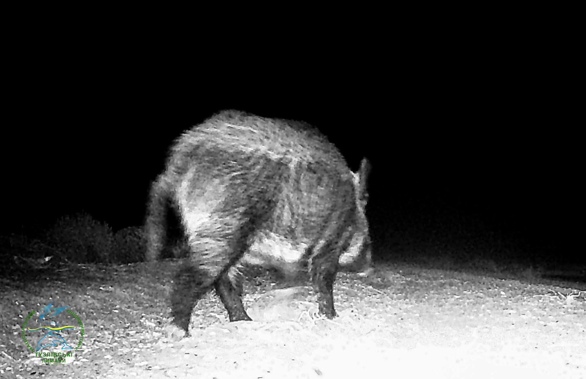 Відродження природи під час війни: на Одещині зростає популяція диких кабанів