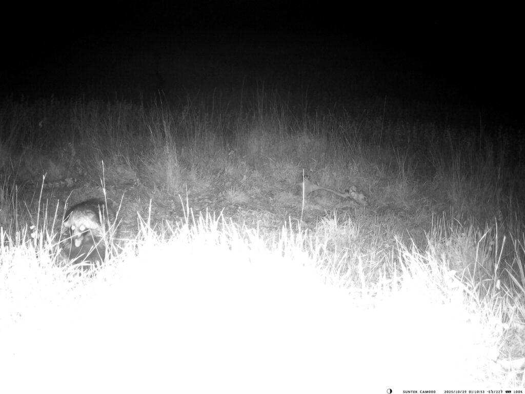 Пара єнотоподібних собак потрапила у фотопастку на Одещині