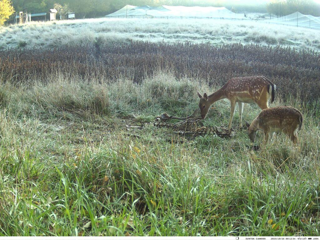 Пара єнотоподібних собак потрапила у фотопастку на Одещині