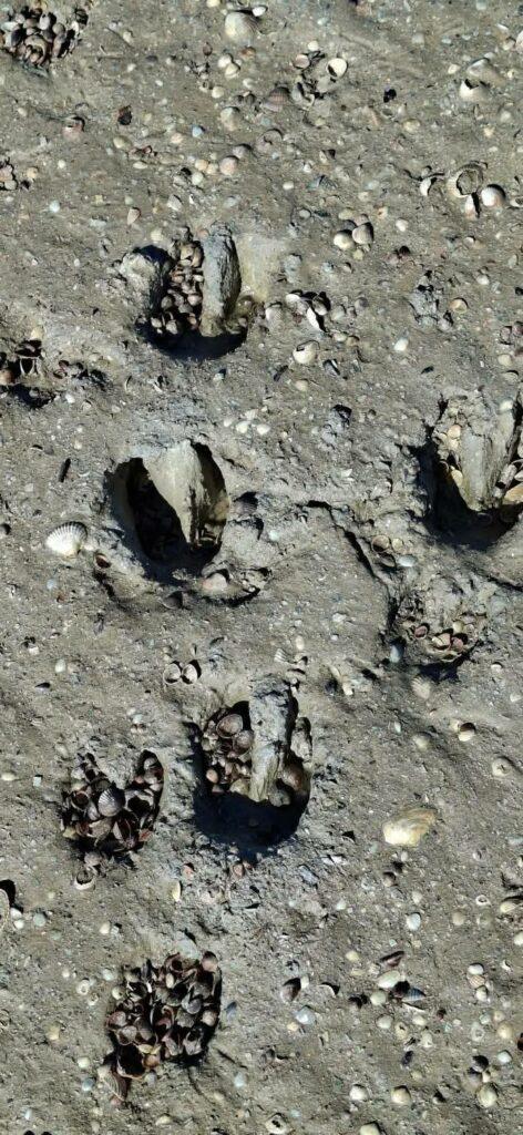 Відродження природи під час війни: на Одещині зростає популяція диких кабанів