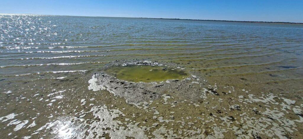 Відродження природи під час війни: на Одещині зростає популяція диких кабанів