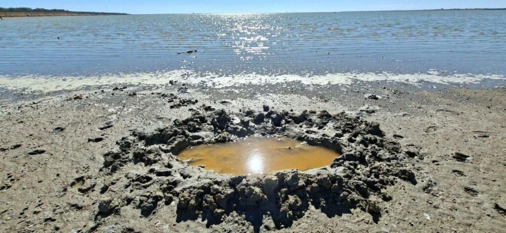 Відродження природи під час війни: на Одещині зростає популяція диких кабанів