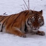 Зимняя сказка в Одесском зоопарке: как животные радуются снегу